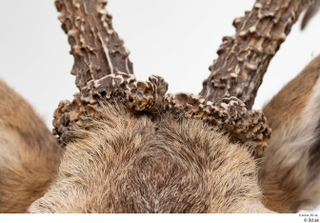 European roe deer antler head 0006.jpg